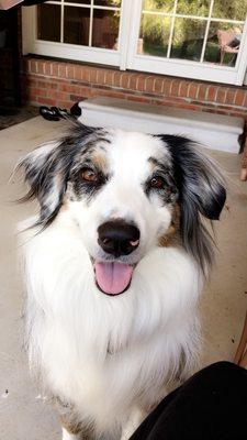 Cute pupper, vet patient