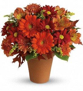 Classic terracotta pot holds a fabulous fall arrangement of miniature orange gerberas, dark orange alstroemeria, gold cushion mums and more.