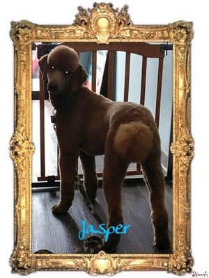 Jasper the Standard Poodle AFTER