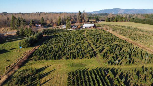 Tree farm