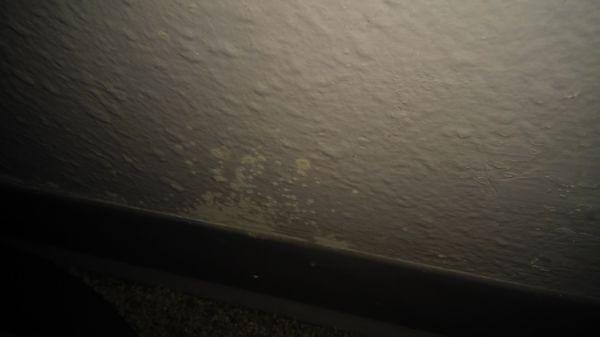 Mold growing on wall above carpet