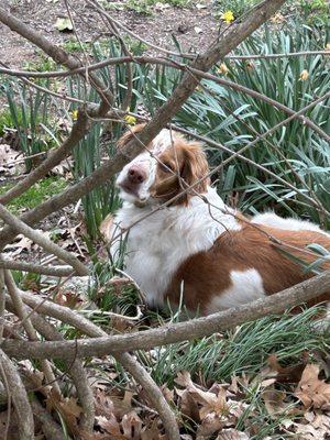 Barney in our Wisteria.