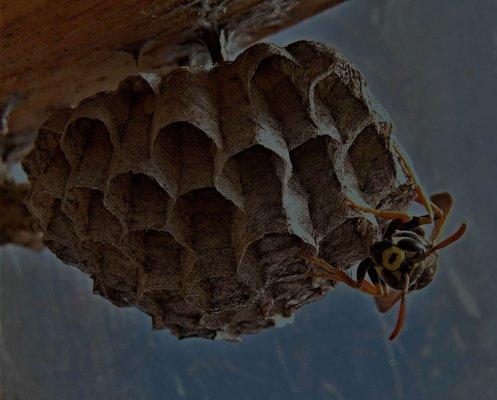 Bee & Wasp Prevention Services