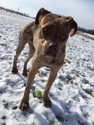 Having fun at Lake Farm dog park!