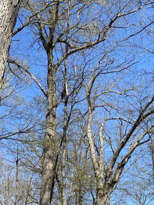 Barred owl