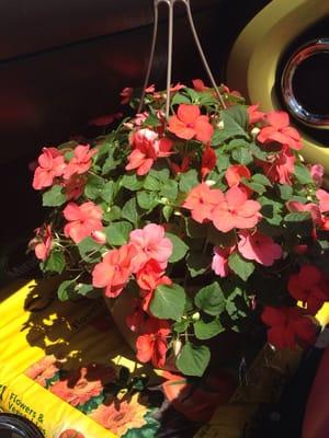 Hanging baskets starting at $4. Garden soil $4.50!