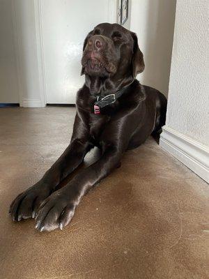 Archie the chocolate lab