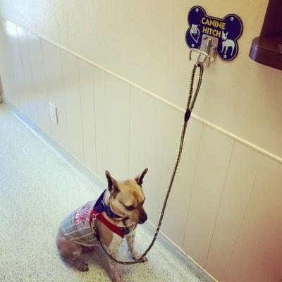 Our doggie Luxor as he waits patiently after his exam so I can sign the receipt! I want one of these cool Canine hitches!