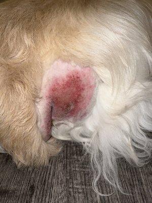 This is the wound/ rash. We had to shave the surrounding areas to treat it.