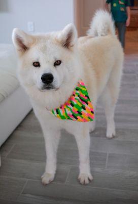 Our snow dog, Maya, after being groomed by Rachel