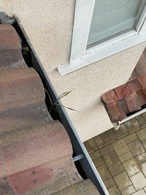 Gutter cleaning