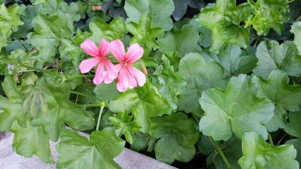 Spotted these pretty flowers outside the bank. Take time to appreciate the beauty around you.