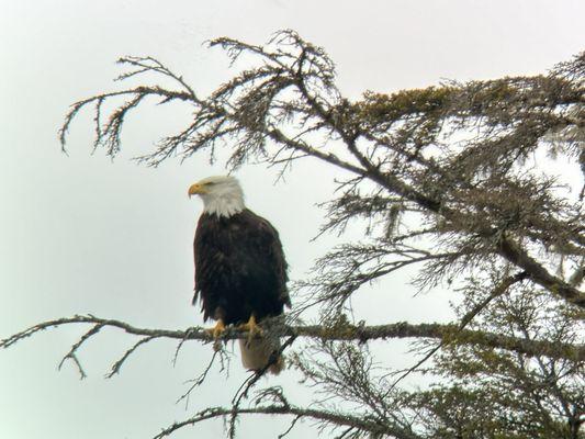 Majestic eagle