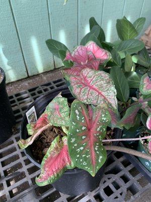 Caladium bicolor