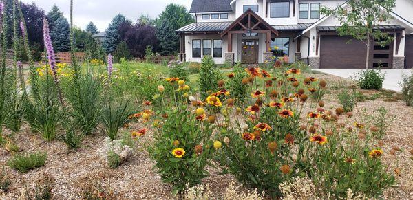 Colorado xeriscape landscaping using native flowers and grasses to create a pollinator garden that saves lots on f water!