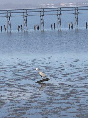 Who's this guy? BIRD WATCHING @Baylands Nature Preserve Palo Alto CA Sat 11/27/21