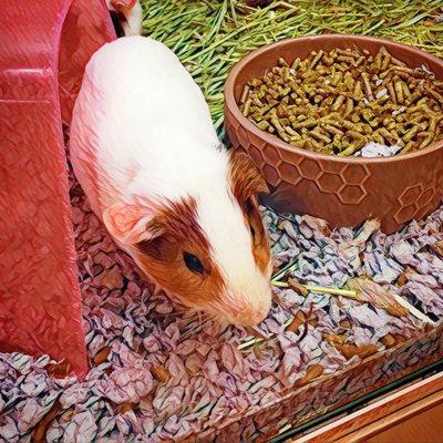 Male Guinea Pig  $44.95.  June 30, 2021