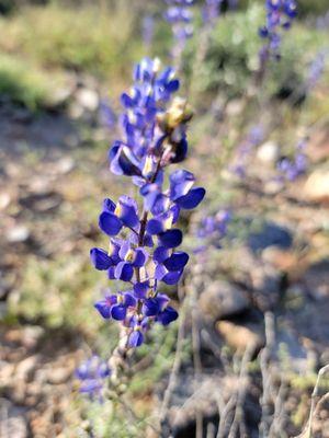 DON'T PICK THE FLOWERS - they won't continue to flourish if you do! Leave nature as you found it