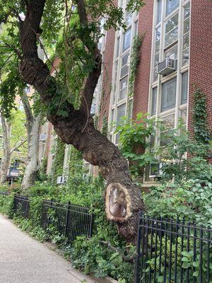 06/07/22 my favorite Manhattan tree.