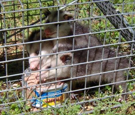 Trio baby possums, still hungry.