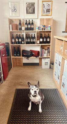 Arlo our winery dog!