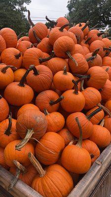 Reasonably priced pie pumpkins