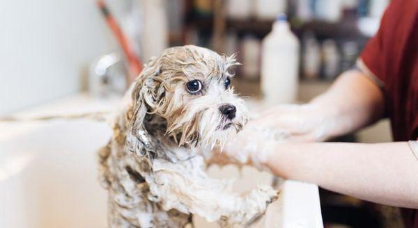 Make sure your pup gets there grooming done monthly to give a healthy and happier  life