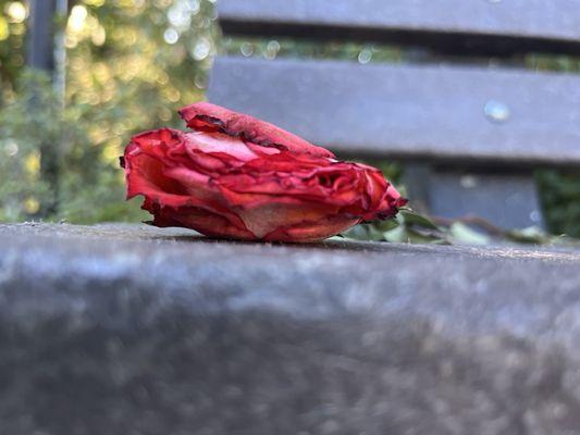 Rose on a bench