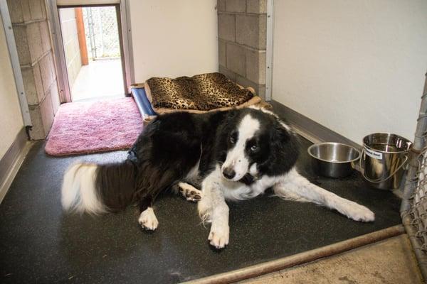 Grantley modeling for a Kennel Shot