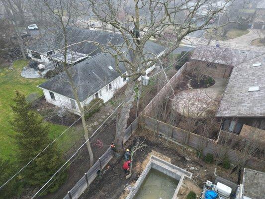 ComEd shut power off so Sergio's guys could remove this dead Oak