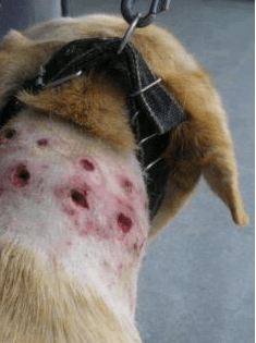 Example of injuries that can be caused with the prong collar.