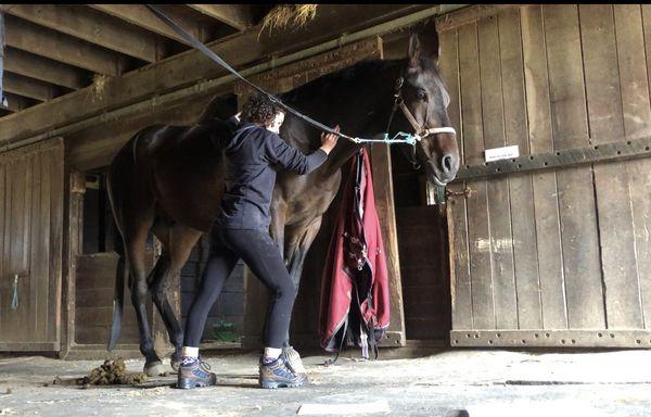 Shannon working while horse falls alseep