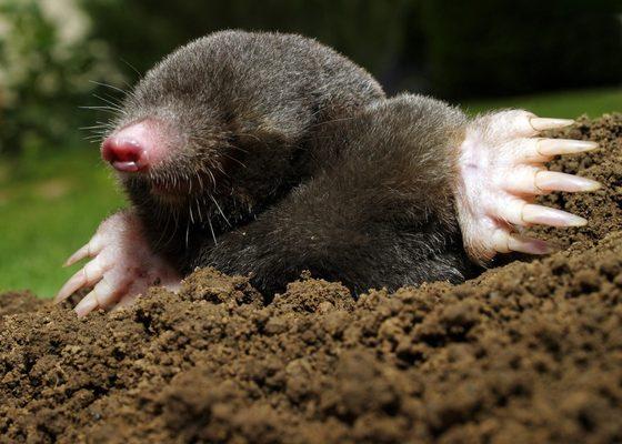 Moles