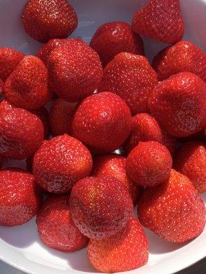 Fresh Strawberries