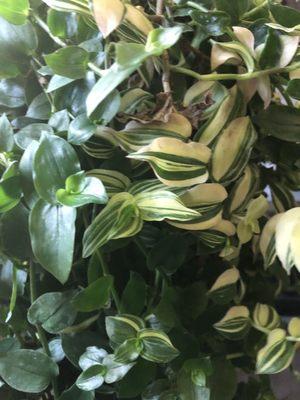 Large variegated Wandering Dude close-up.