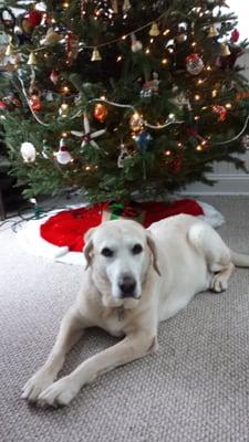 Best present ever under the tree, Bailey's new "forever home".