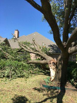 Storm damage split tree