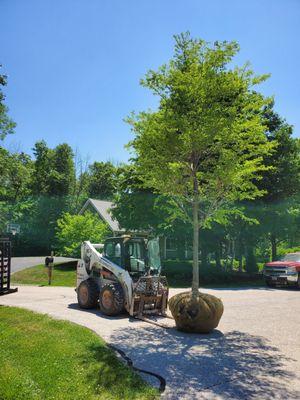 Getting ready to plant a large Elm tree!