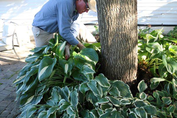 Treatment to reduce the need to prune as often, and to boost the health of your tree. Great for trees near homes or in tight spaces!