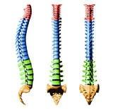 Spine Program for back and neck pain