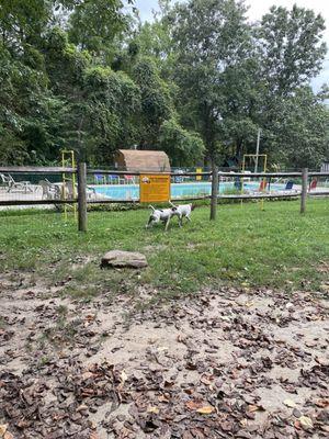 Dog run and small pool in background