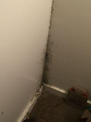 Mold