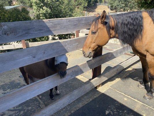 National Center For Equine Facilitated Therapy