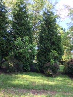 George Washington Cemetery - My parents headstone/plot is hidden between two overgrown trees and weeds.