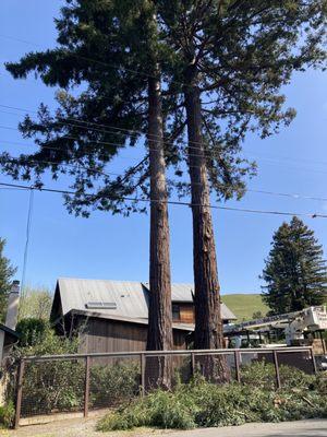 Redwoods after branches were trimmed