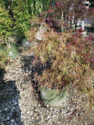 Japanese Maples etc.