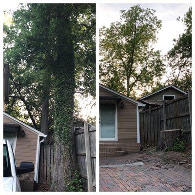 Affordable Carolina Tree Service