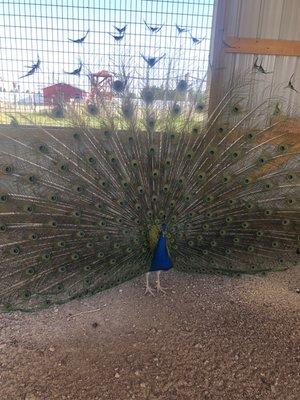 The pretty peacock