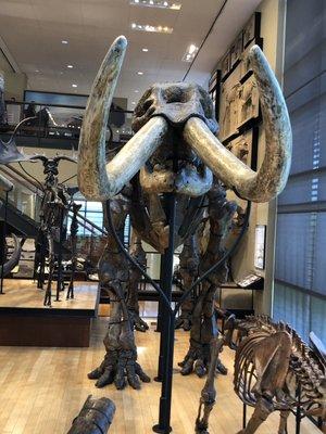 Student-inspired theme Museum to Team Mascot Purple Mammoths Rule  #NOLA_Haiku @AmherstCollege #CollegeMascot #Mammoths #LiberalArts