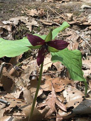 Trillium